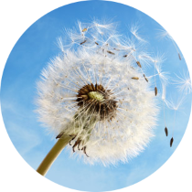 farmacie-treviso-allergie