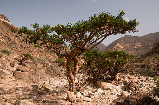 L'albero della della Boswellia (Frankincense tree)